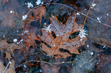 Frosted oak leaves trapped in ice, winter,  Michigan, USA