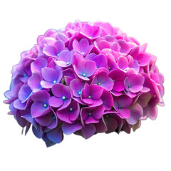 Fototapeta premium Stunning Purple Hydrangea Bloom