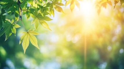 Sunlit green Japanese maple leaves in spring – close-up nature background with copy space