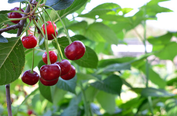 Ripe Cherries on the Branch copy space close up