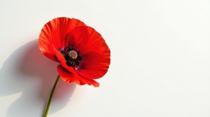 A single vibrant red poppy flower blossoms against a stark white background, its delicate petals unfurling in the sunlight, casting a gentle shadow, a symbol of remembrance and fragility.