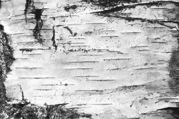 pattern of birch bark with black birch stripes