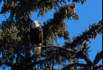 Bald Eagles