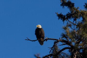 Bald Eagles