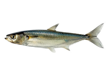 Fototapeta premium Mackerel On White. Seafood Cooking Ingredient. Healthy Eating. Food Background.