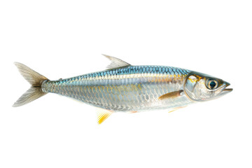 Naklejka premium Isolated, Pristine Image Of A Sleek Silver Fish. Perfect For Illustrating Aquatic Life And Healthy Eating.