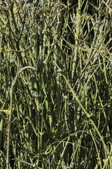 gray-green branches from bushes growing close to them