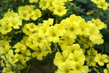 Natura