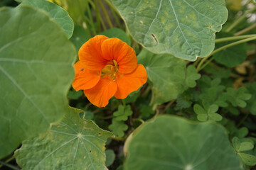 Natura