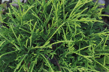plant light green branches plants densely growing