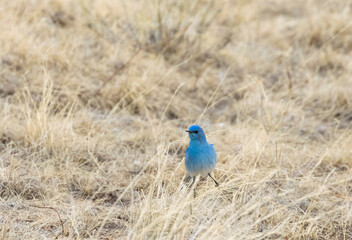 Mountain Bluebird