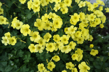 Natura