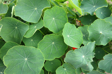 Natura