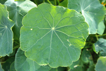 Natura