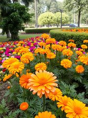 Floral background of marigolds on a flowerbed in a park.
