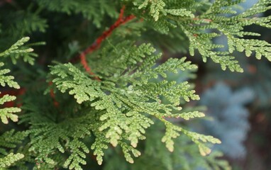 Fototapeta premium green spruce branches on a blurred background