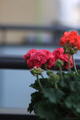 red flowers growing in a pot, flower petals 