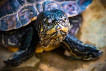 Obraz premium Close-Up of a Turtle’s Face