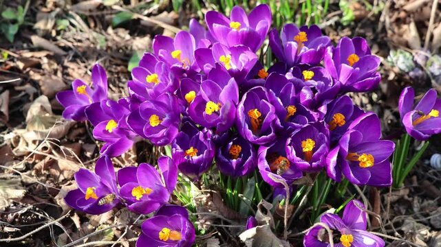 Bees pollinating purple crocuses in spring garden
