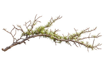 Fototapeta premium Acacia tree branch with thorns on white or transparent background