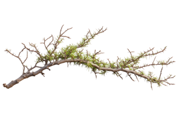 Acacia tree branch with thorns on white or transparent background