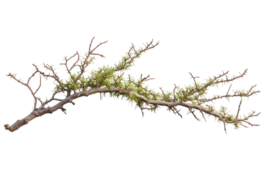Acacia tree branch with thorns on white or transparent background
