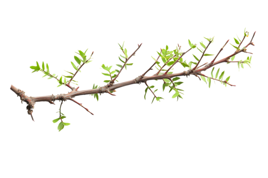 Acacia tree branch with thorns isolated on white or transparent background