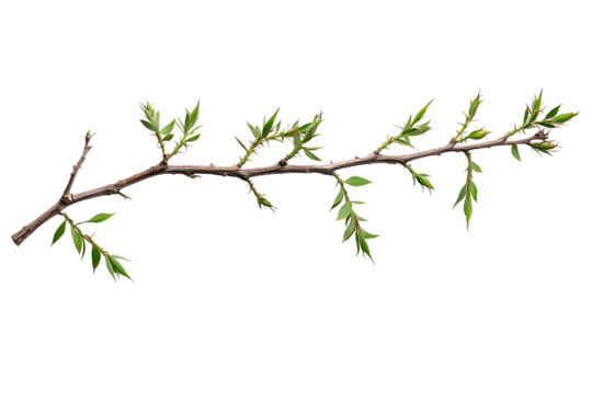 Acacia tree branch with thorns placed on white or transparent background