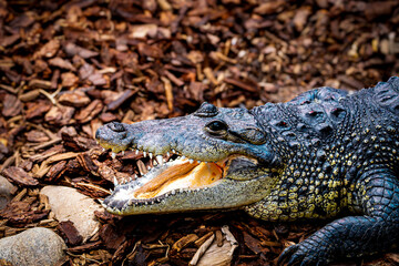 Powerful Crocodile with Open Jaws