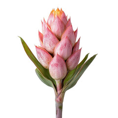 Captivating ginger flower isolated photography studio close-up nature