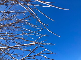 snow covered branches