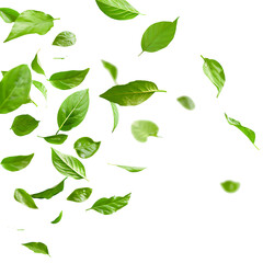 Falling Green Leaves On White. Fresh And Vibrant. Nature Backdrop.