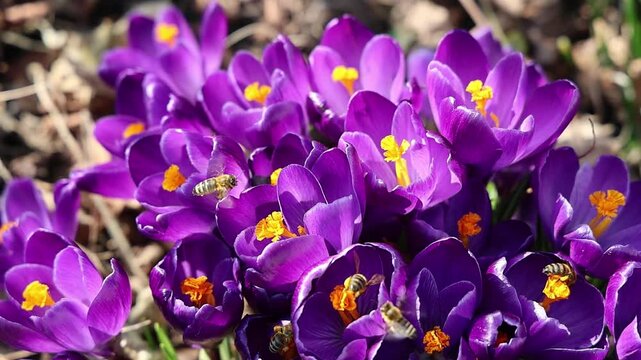 Slow motion of bees pollinating purple crocus flowers in spring