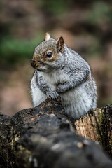 Curious Grey Squirrel on a Log