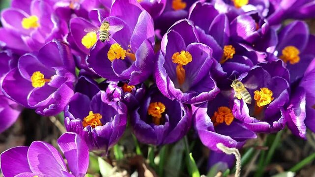 Slow motion of bees pollinating purple crocus flowers in spring