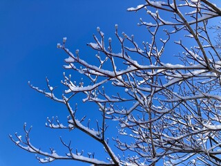 winter tree branches and blue sky