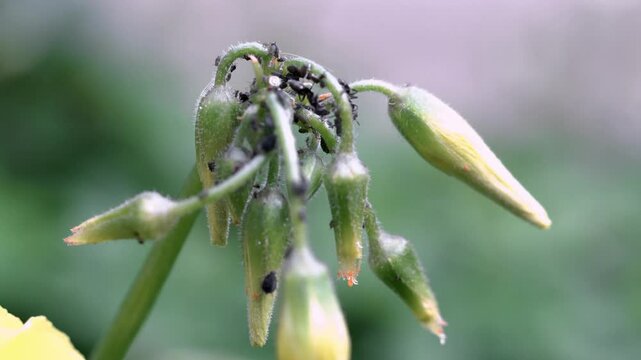 Aphids insects ants eating them destructive insects pests aphididae