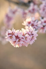 Fototapeta premium Almond blossoms on a branch