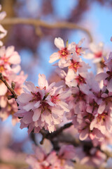 Almond blossoms on a branch