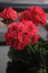 red roses in a garden