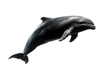 Naklejka premium Dark Dolphin Isolated Against Pure White. Mystical, Moody Marine Life.