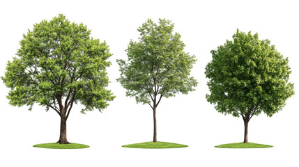 Three Distinct Trees Showcasing Various Shades of Green Foliage