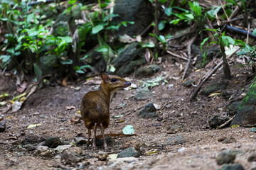 Mini deer is stay in nature garden