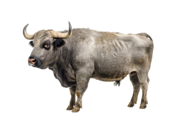 Male grey giant ox castrated bull used as draft anima isolated on transparent or white background, png