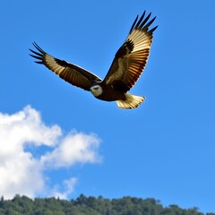 Obraz premium Majestic Eagle in Flight