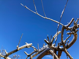 snowy tree branches against blue sky