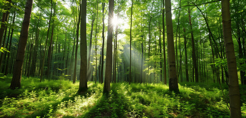 Fototapeta premium A lush green forest with sunlight gently filtering through the dense foliage of tall trees, creating a serene and natural ambiance.