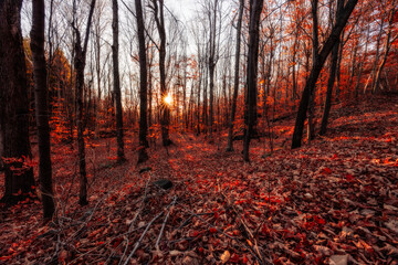 Fototapeta premium Magnificent colorful Fall day in Rougemont park, Quebec