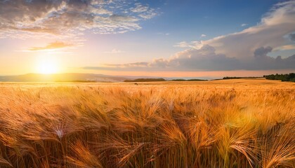 Obraz premium softly sunlit wheat field under a pastel sky creates a serene and picturesque landscape