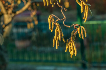 Corylus avellana, common hazel spring male catkins closeup selective focus. Blurred dark...